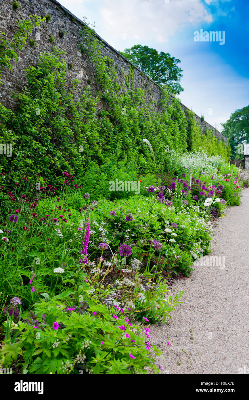 Herbaceous borders con alliums e foxgloves in basso giardino murato a Aberglasney, Carmarthenshire, Wales, Regno Unito Foto Stock