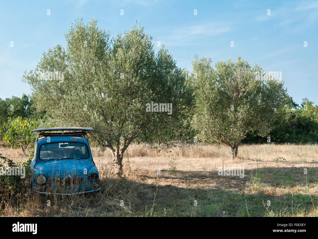 Istria, Croazia. Un auto abbandonate giacente in un uliveto in una remota smallholding Foto Stock