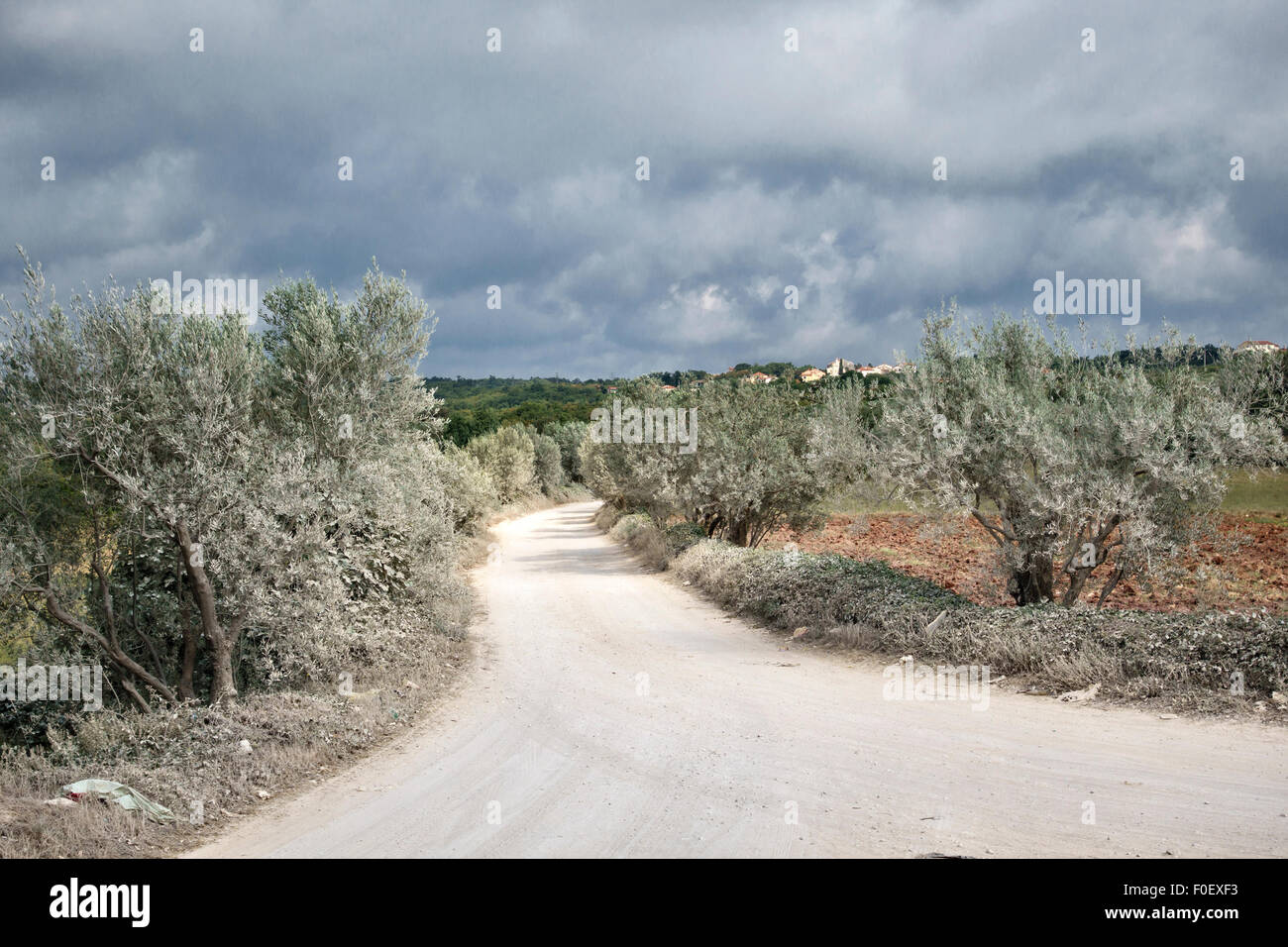 Istria, Croazia. Un tipico sterrata polverosa strada di campagna vicino alla costa orientale, foderato con alberi di olivo Foto Stock