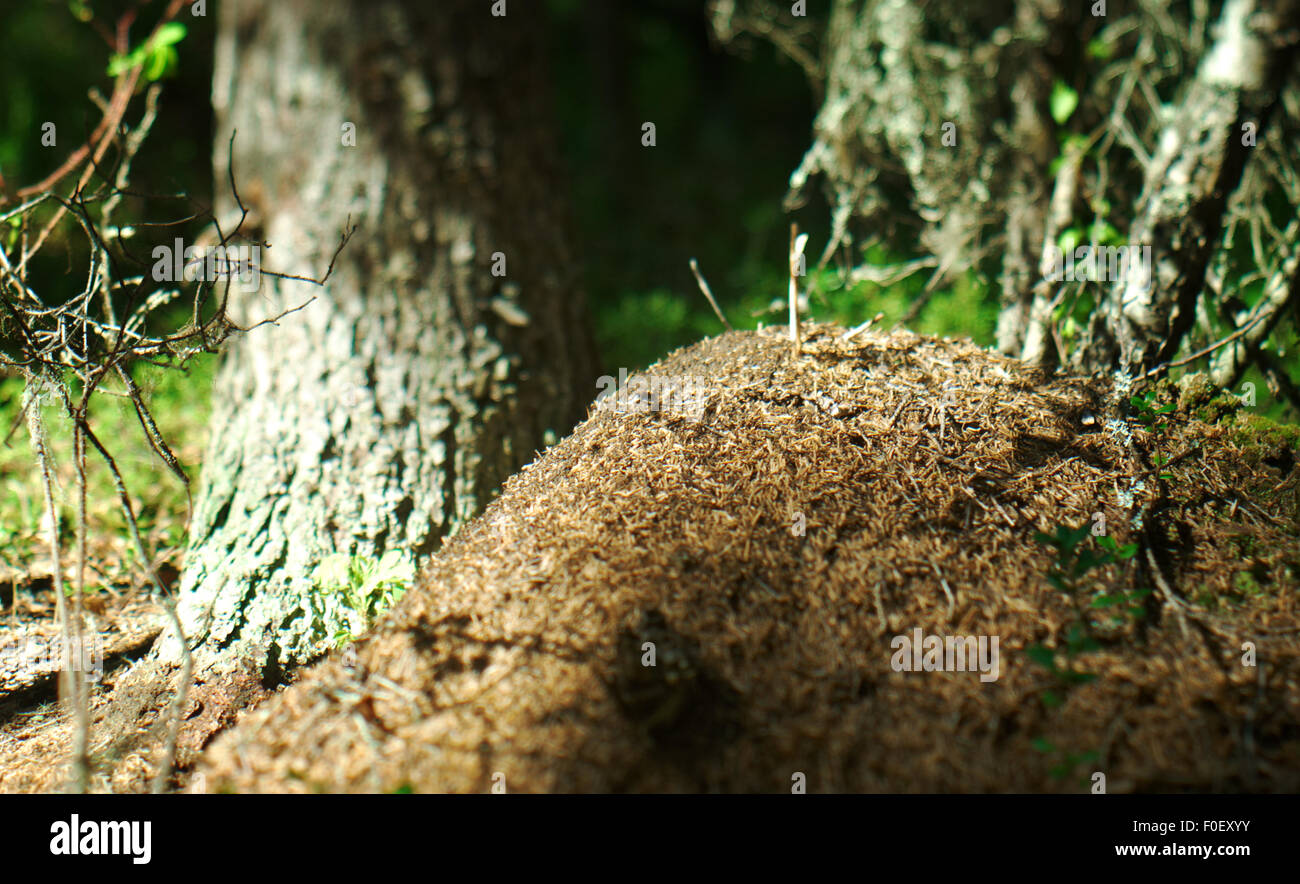 Foresta Rossa formiche nel formicaio foto macro.bassa profondità di campo Foto Stock