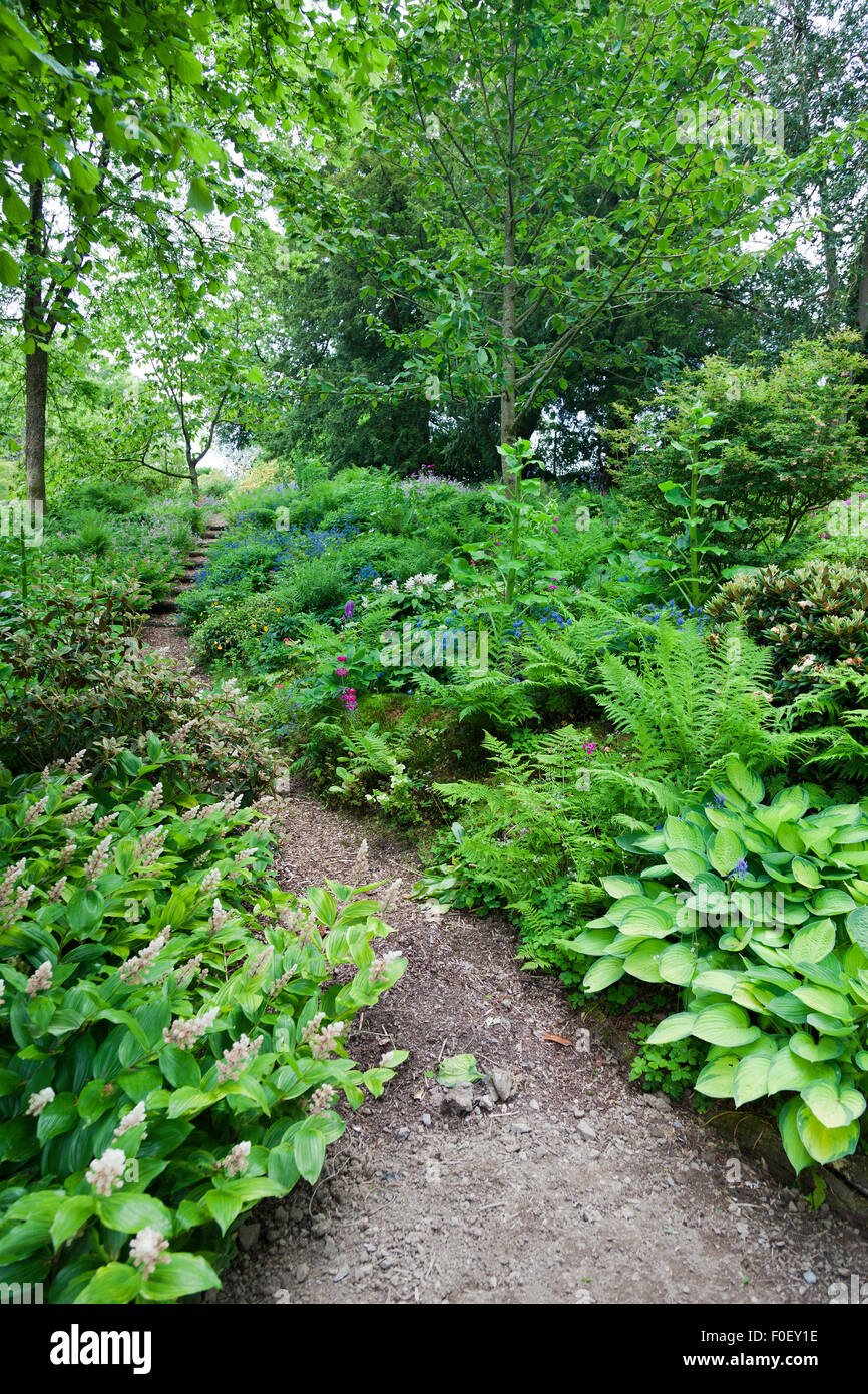 Ombra amorevole piante di bosco sul Vescovo Rudd a piedi a Aberglasney, Carmarthenshire, Wales, Regno Unito Foto Stock