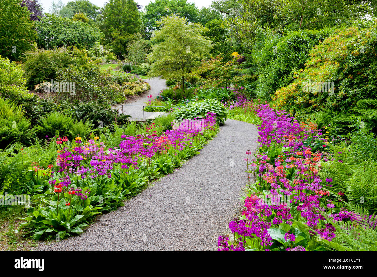 Vivacemente colorato primula fiori fodera Vescovo Rudd a piedi a Aberglasney, Carmarthenshire, Wales, Regno Unito Foto Stock