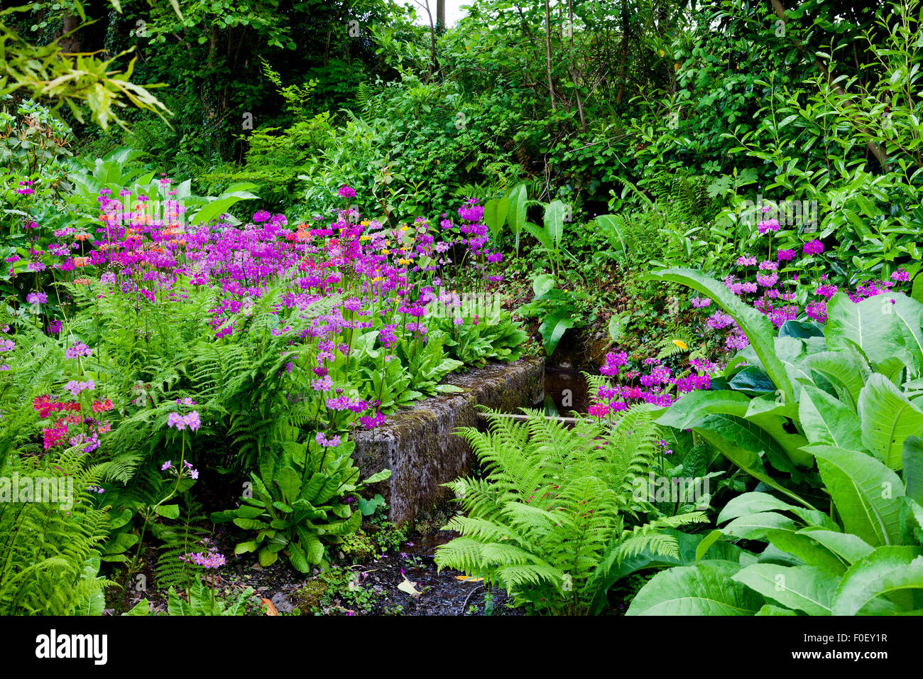 Una miscela di ombra amorevole-bosco piante come hosta, felci primulas nel giardino di Aberglasney, Carmarthenshire, Wales, Regno Unito Foto Stock