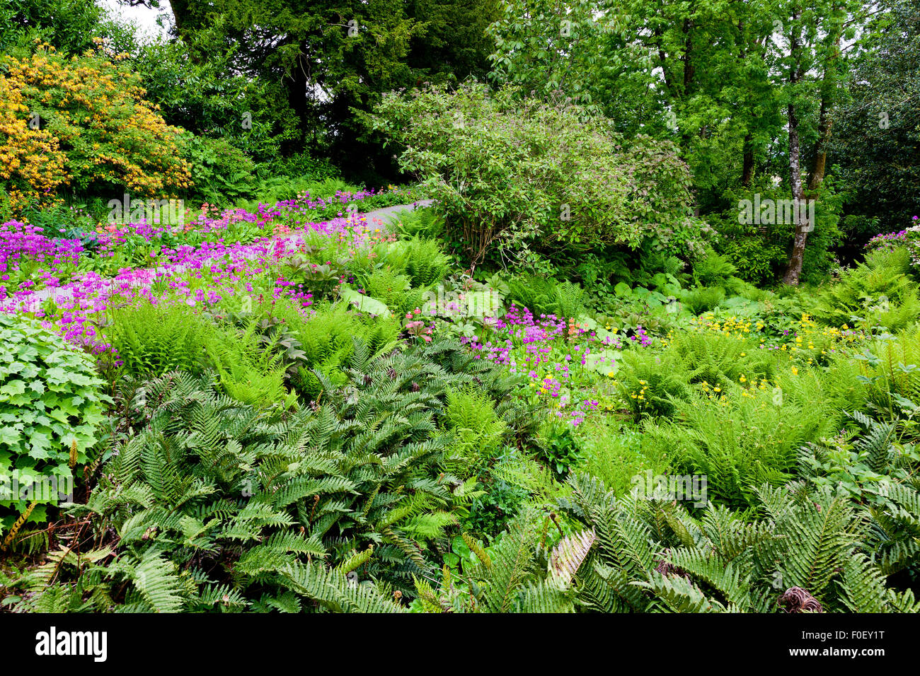 Vivacemente colorato primula fiori fodera Vescovo Rudd a piedi a Aberglasney, Carmarthenshire, Wales, Regno Unito Foto Stock