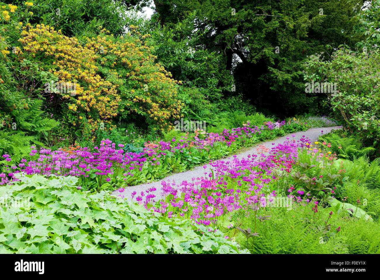 Vivacemente colorato primula fiori fodera Vescovo Rudd a piedi a Aberglasney, Carmarthenshire, Wales, Regno Unito Foto Stock