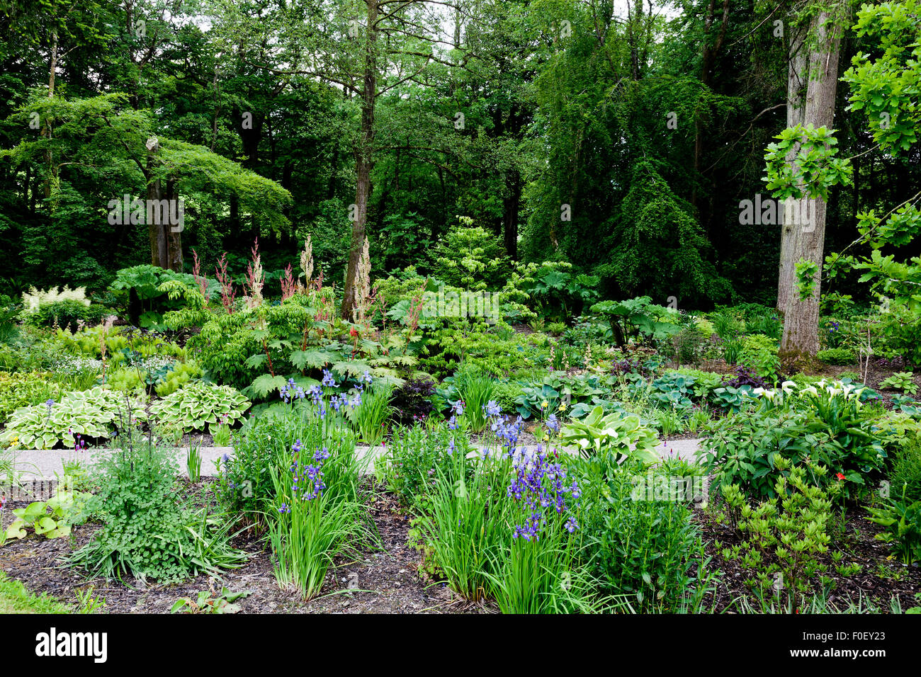 La Woodland Garden a Aberglasney, Carmarthenshire, Wales, Regno Unito Foto Stock