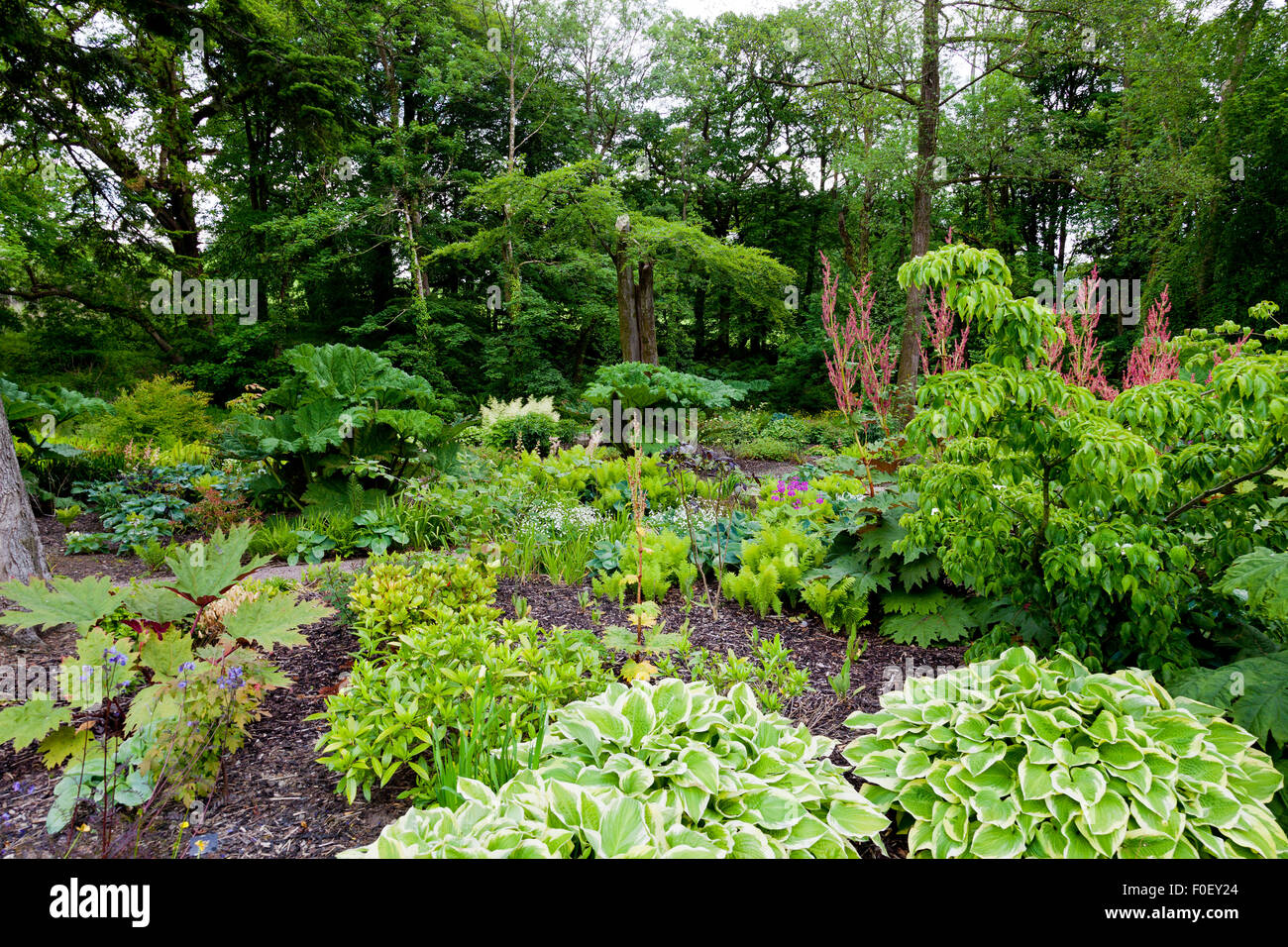 La Woodland Garden a Aberglasney, Carmarthenshire, Wales, Regno Unito Foto Stock