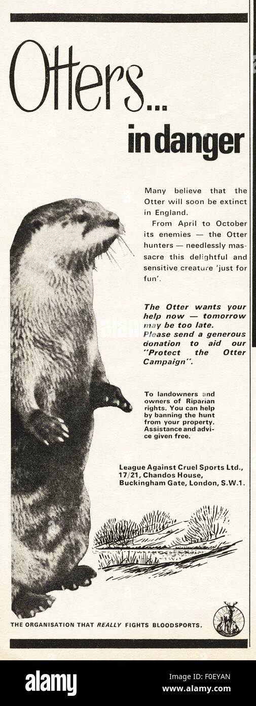 Anni sessanta annuncio. Annuncio rivista datata 1968 pubblicità League contro crudele sport, proteggere la lontra campagna. Foto Stock