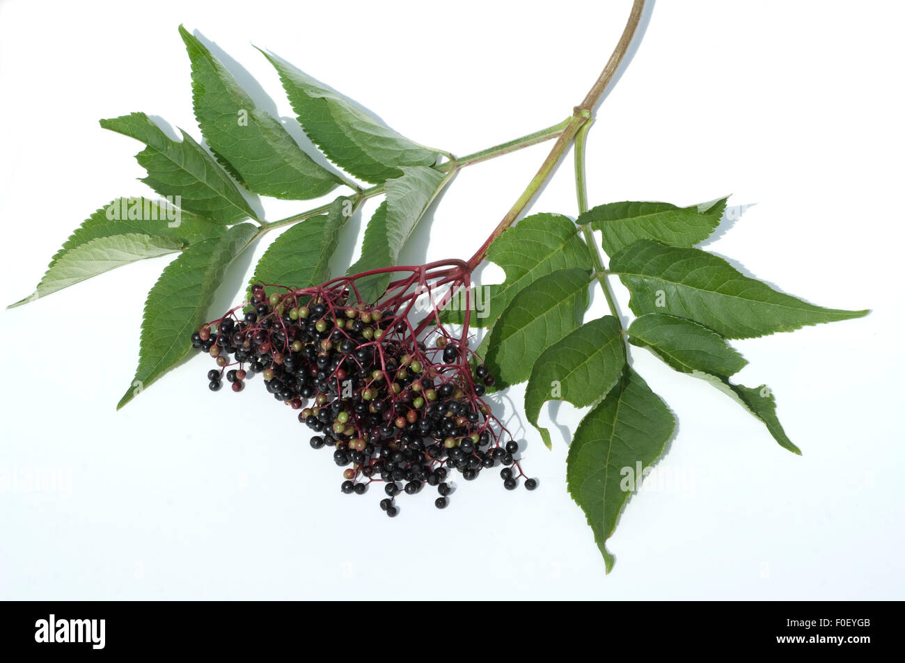 Holunderbeere, Sambucus nigra, Foto Stock