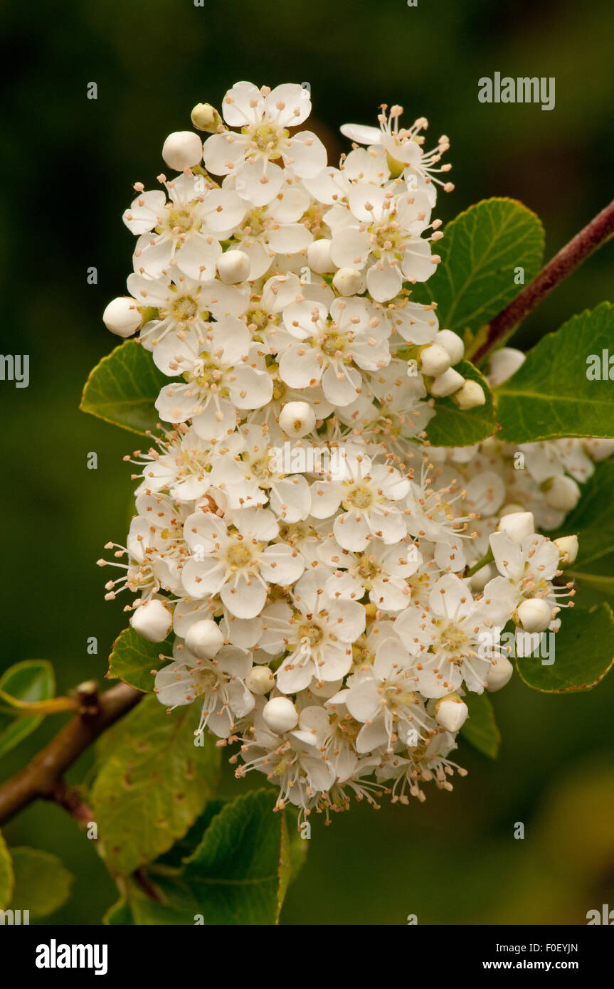 Pyracantha coccinea " Red colonna ' Fiori Foto Stock