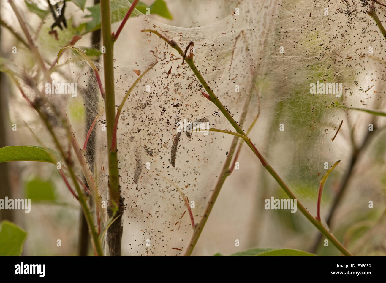 Mandrino Ermellino Moth bruchi Foto Stock