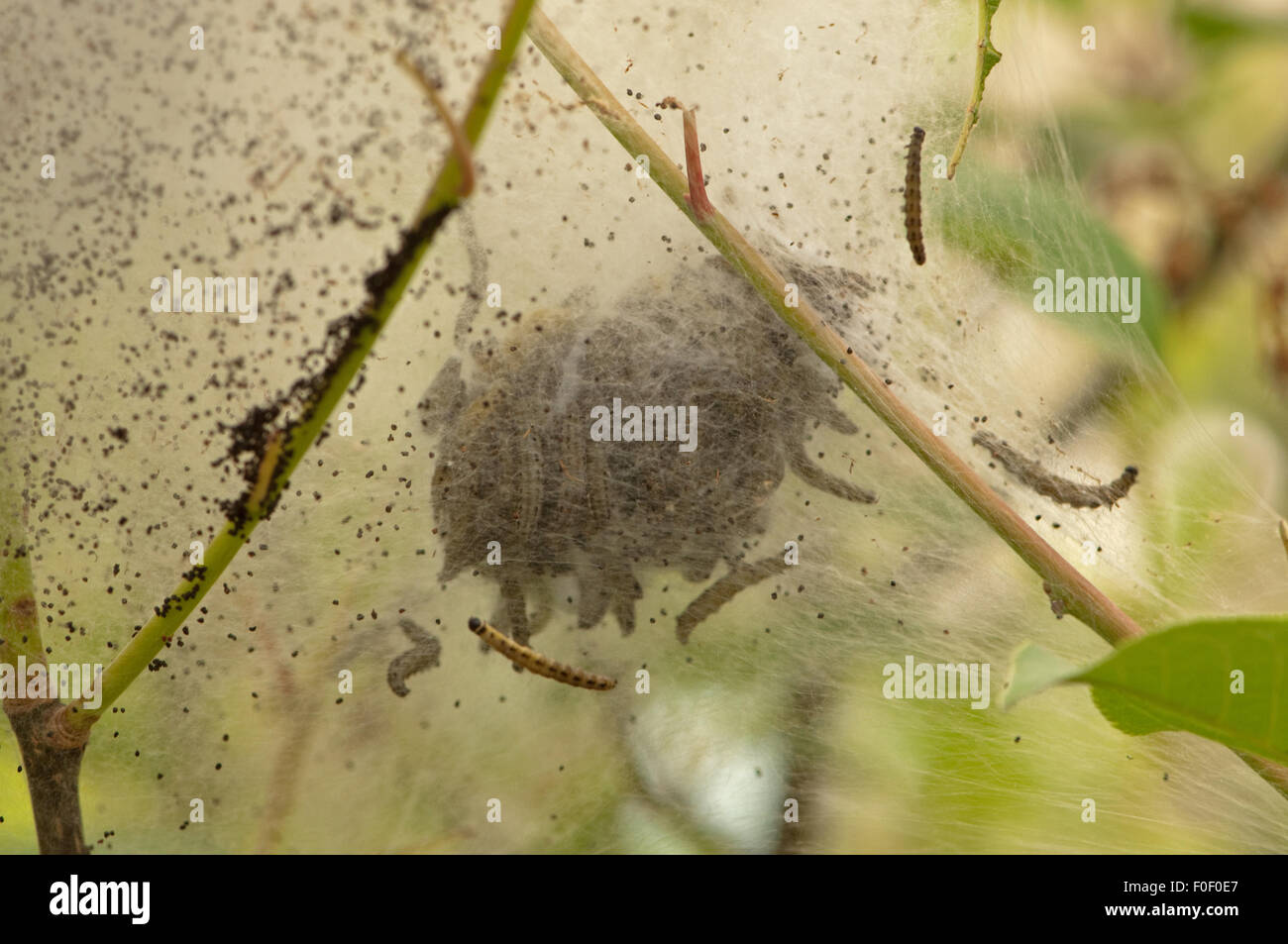 Mandrino Ermellino Moth bruchi Foto Stock