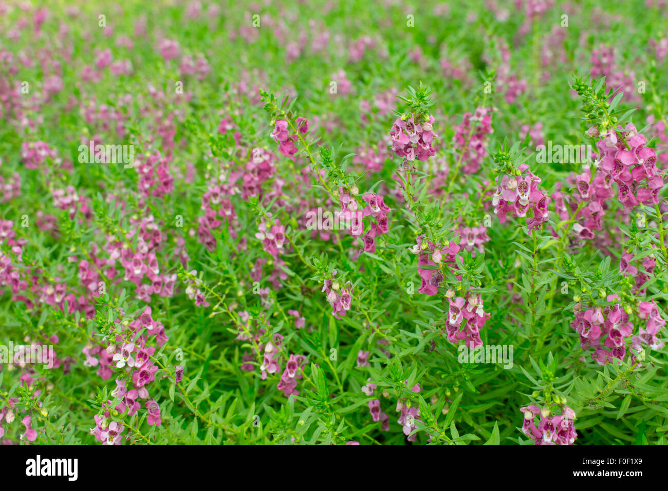 Fiore di colore viola, Angelonia goyazensis Benth garden Foto Stock