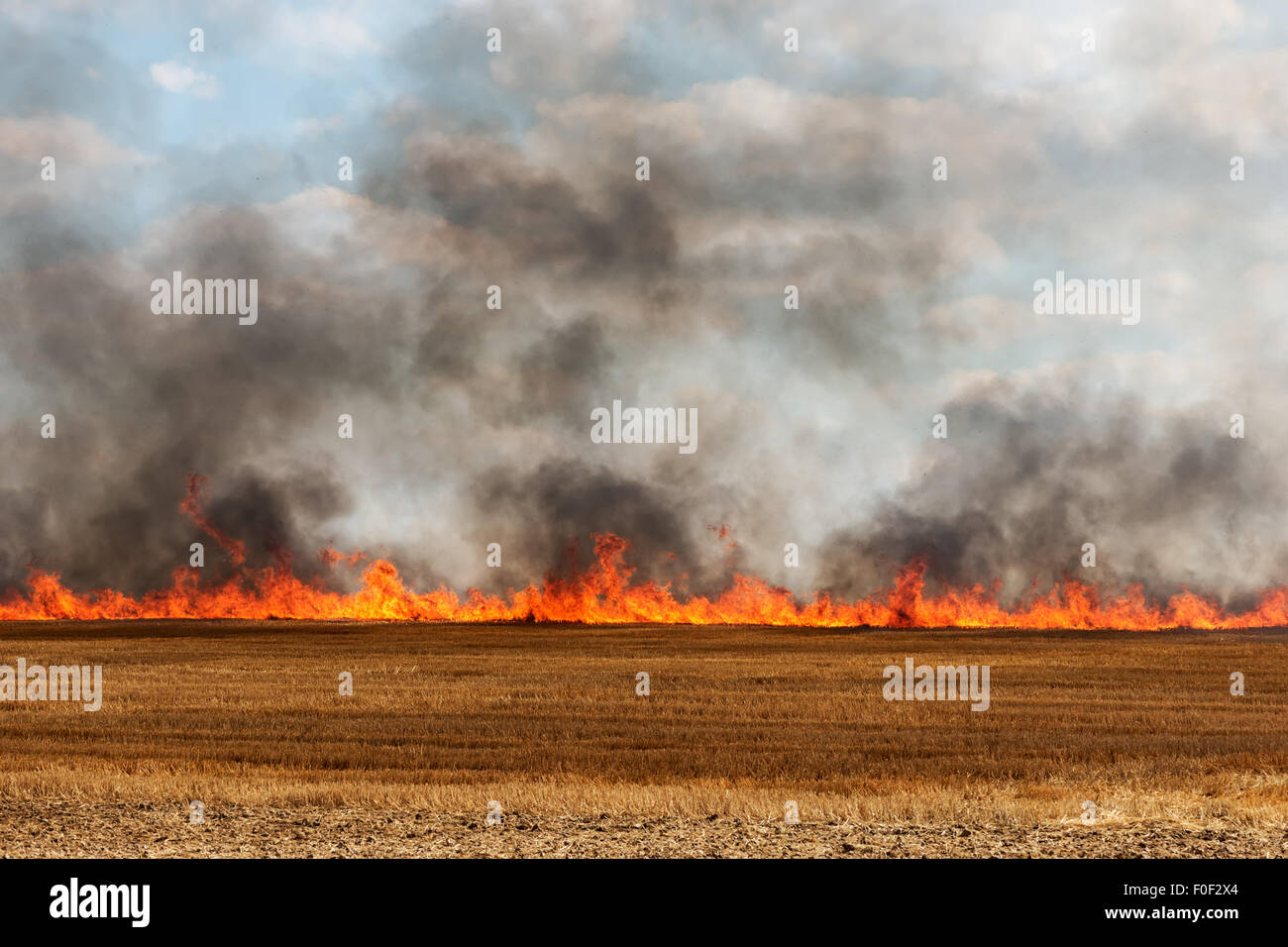 Grandi fiamme in un campo di raccolta incendio Foto Stock