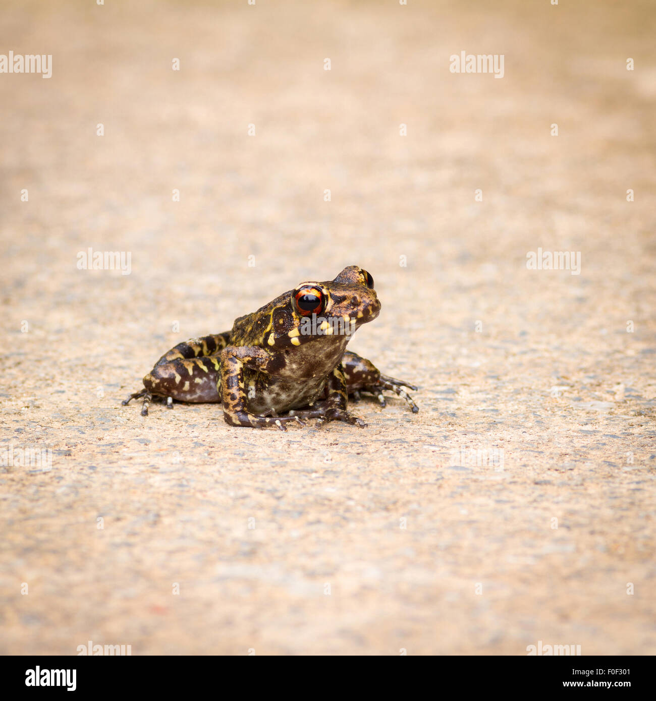 Rana ghiandolare sul terreno. Foto Stock