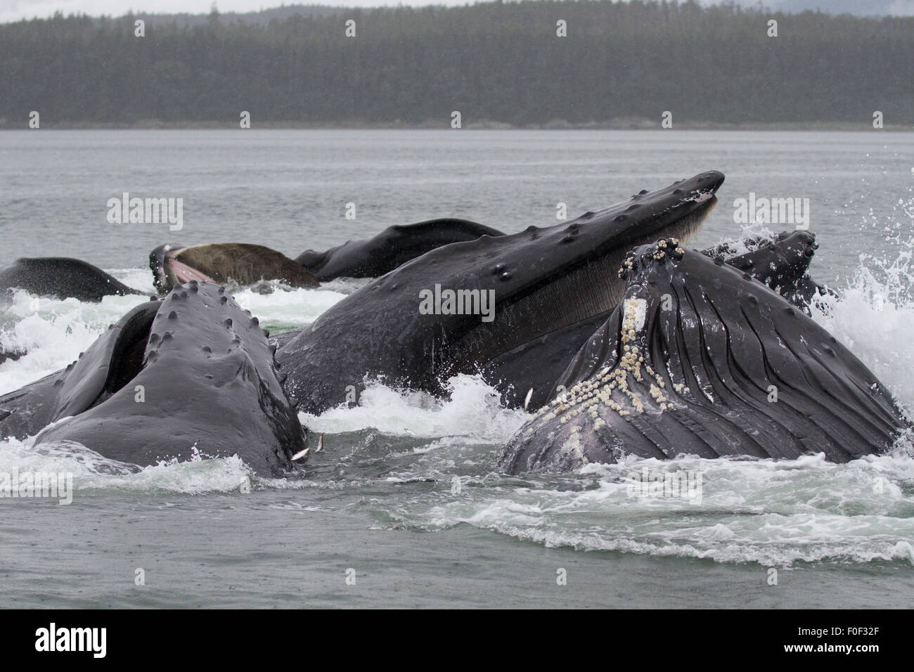 Le megattere bubblenet alimenti il se costa di Alaska Foto Stock