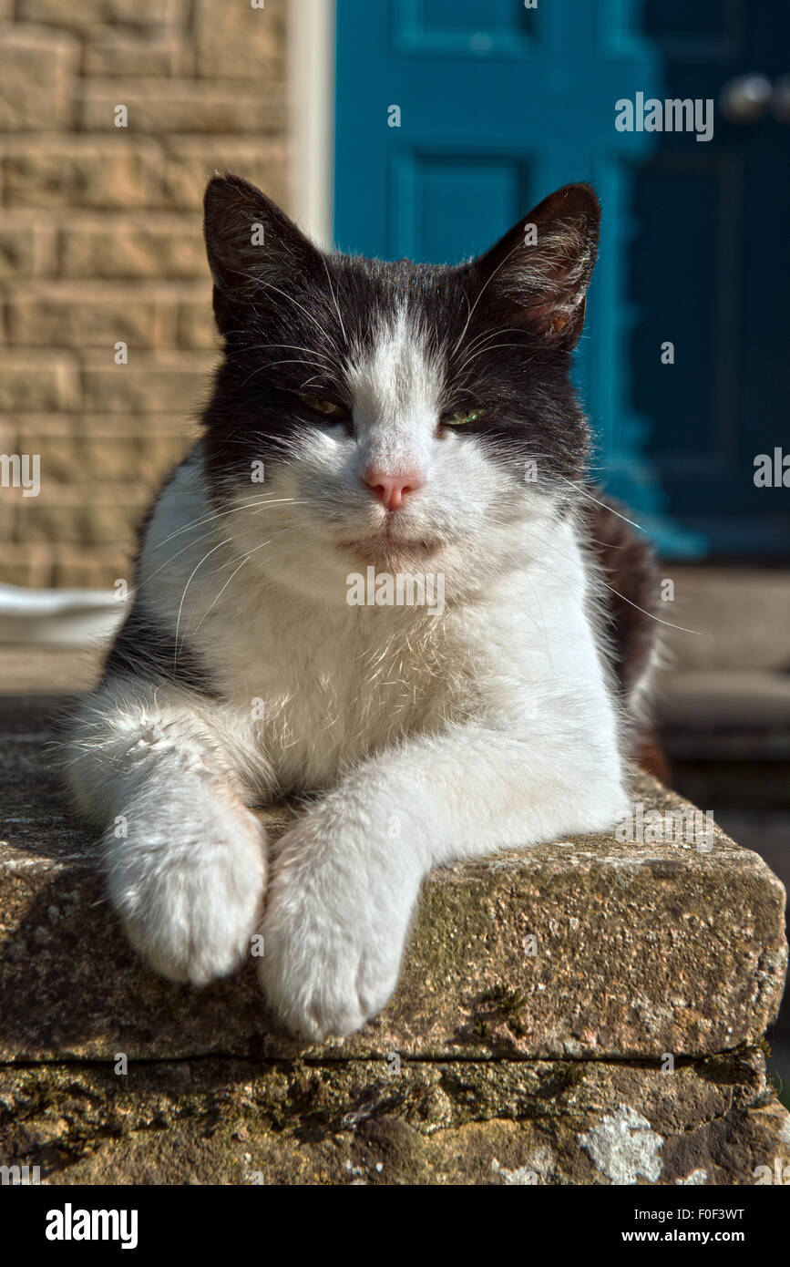 Una vecchia fattoria cat mantiene un occhio su cose al di fuori della sua casa in Aysgarth, Yorkshire Dales. Foto Stock