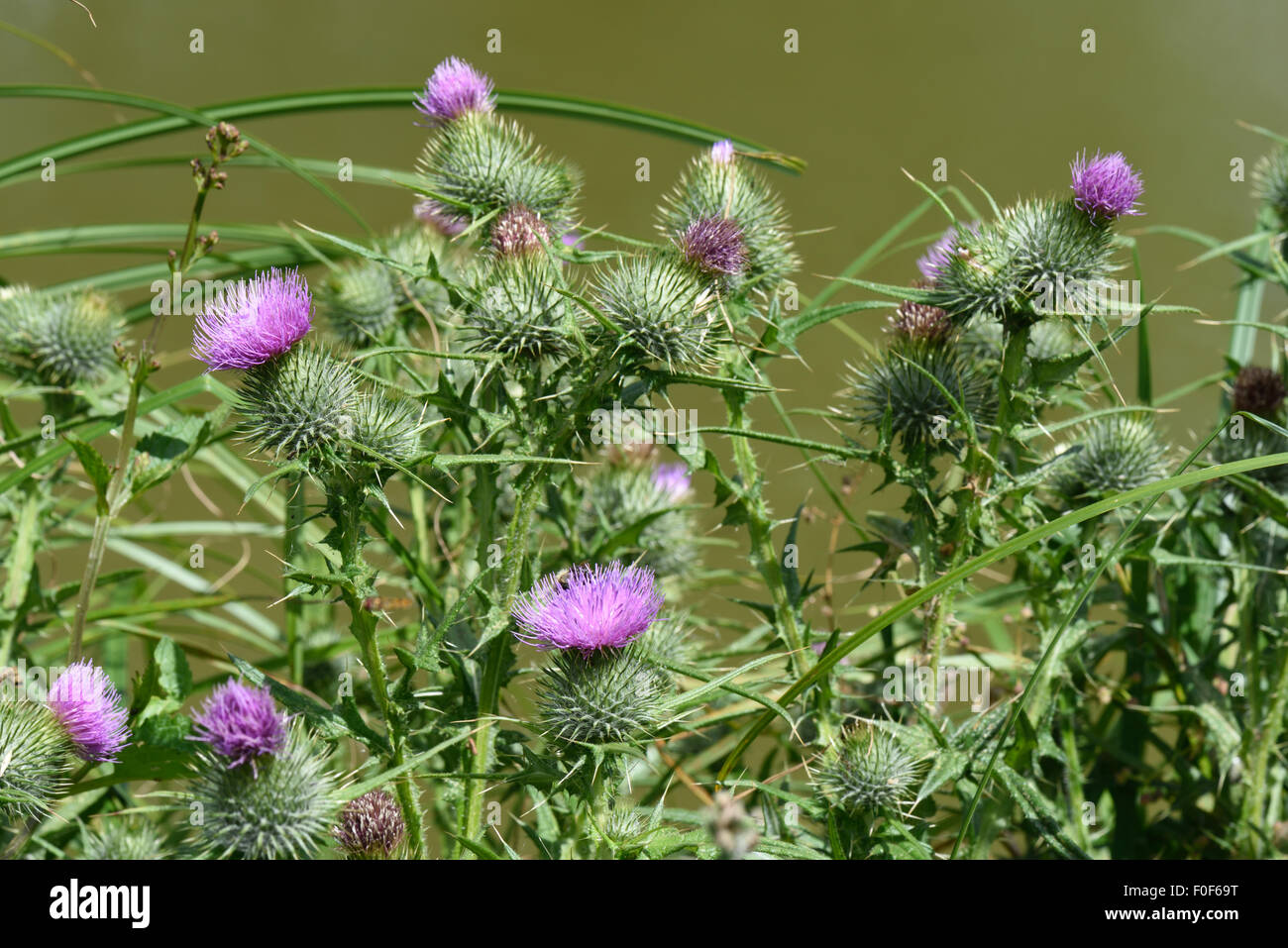 Spear thistle, Cirsium vulgare, fioritura da Kennet & Avon Canal, Berkshire, Luglio Foto Stock