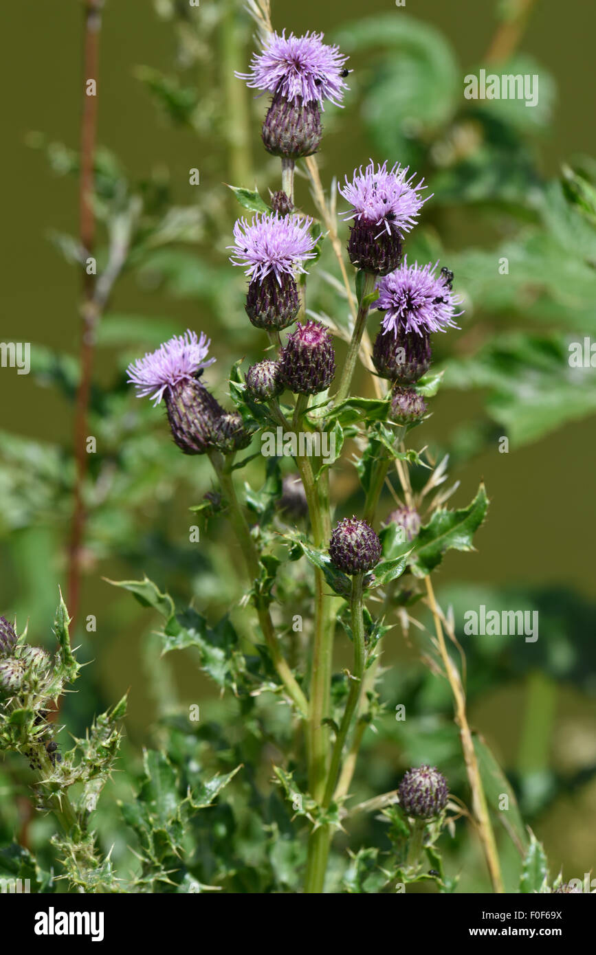 Creeping thistle, Cirsium arvense, fiori, Berkshire, Luglio Foto Stock