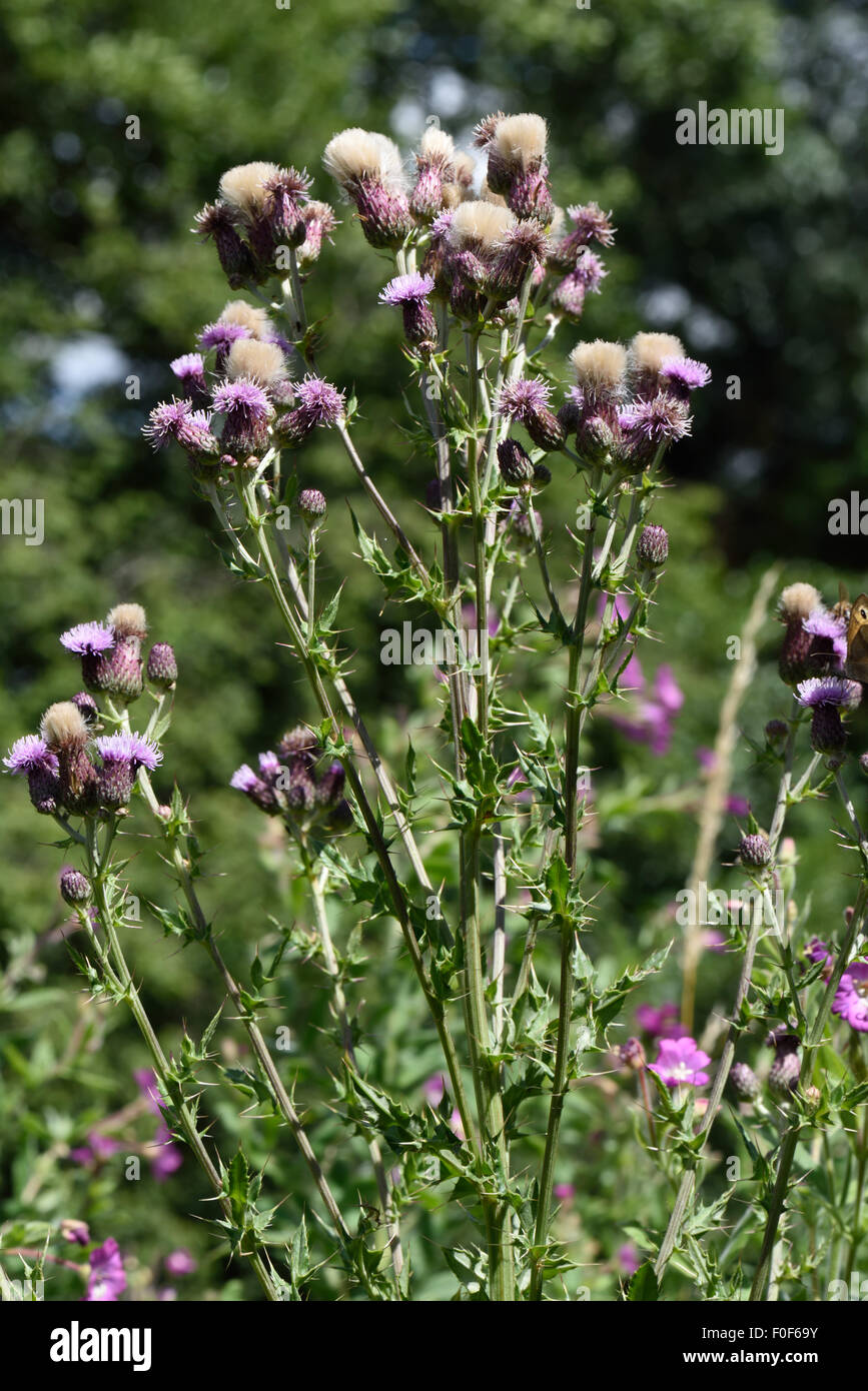 Creeping thistle, Cirsium arvense, fiori e thistledown semi, Berkshire, Luglio Foto Stock