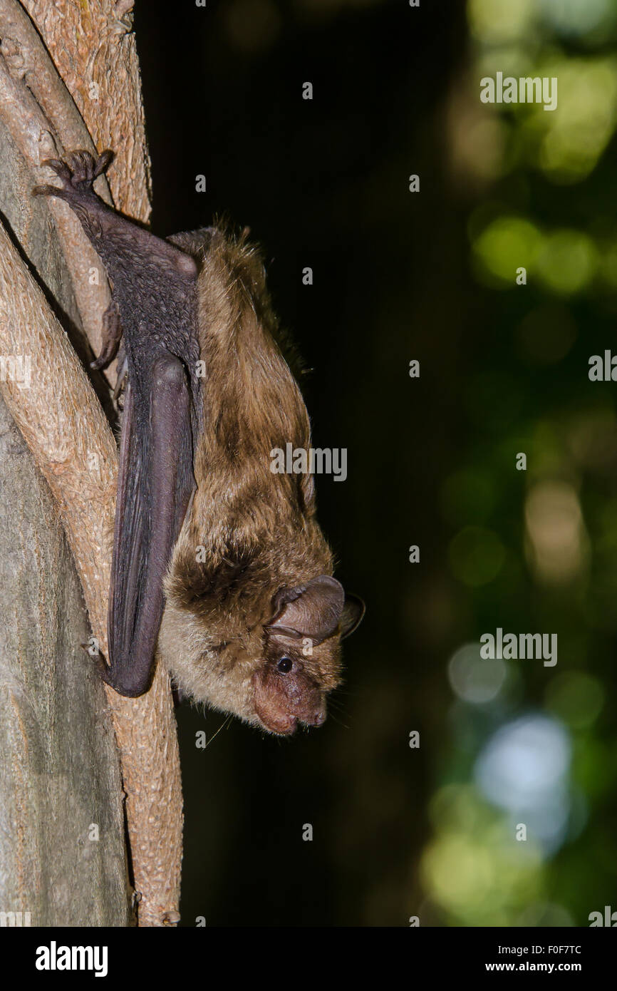 Grande pipistrello marrone Foto Stock