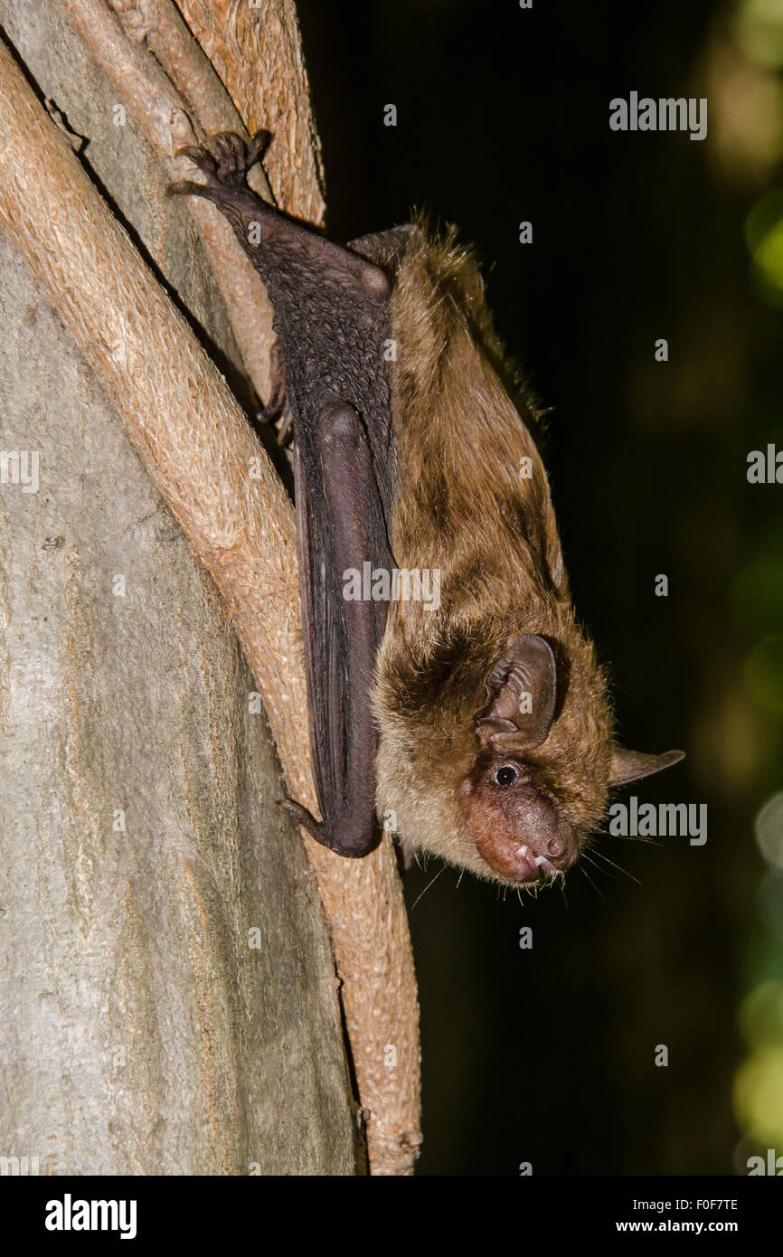 Grande pipistrello marrone Foto Stock