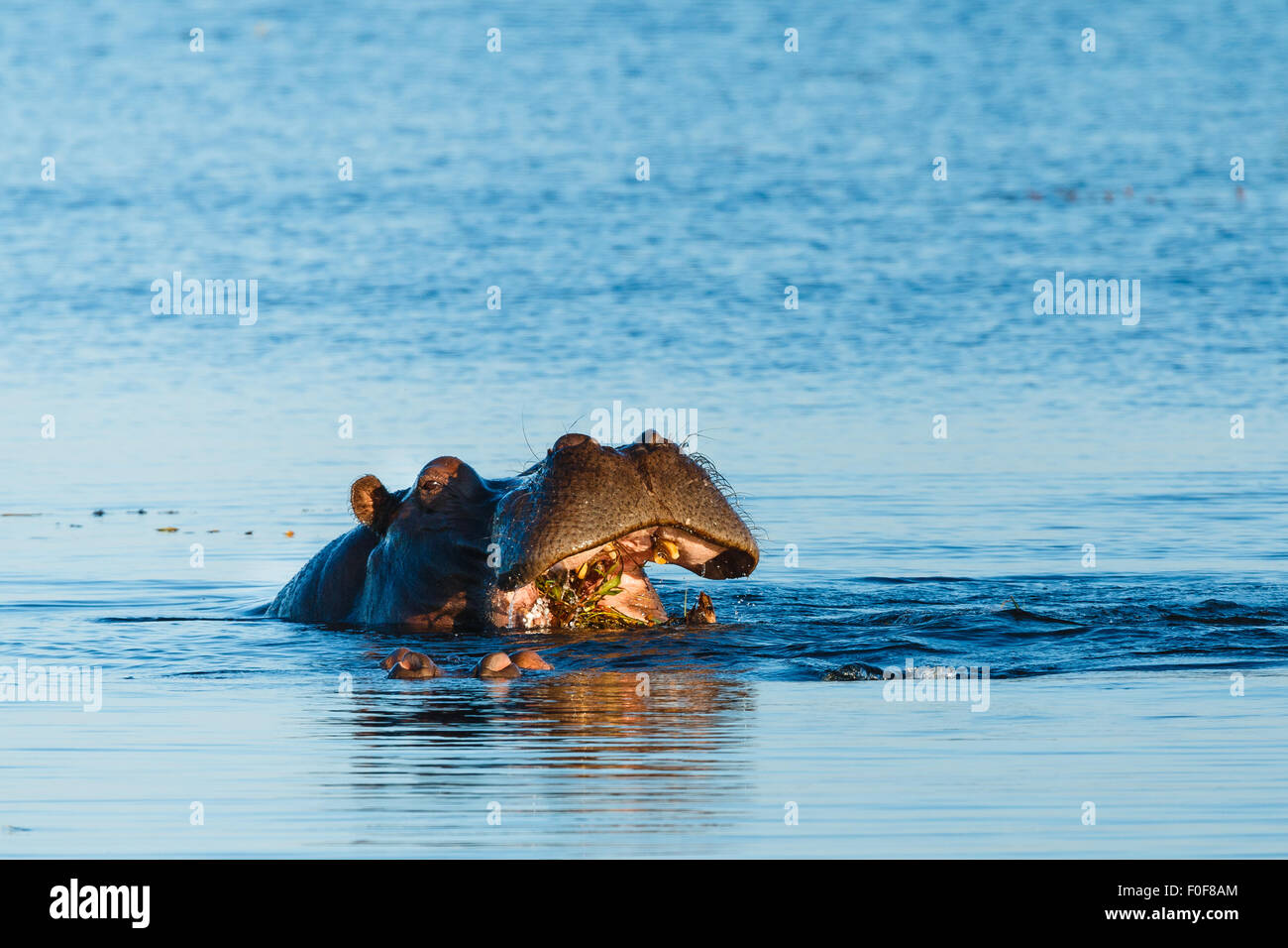 Close up di Ippona mangiare nel fiume allo stesso tempo al tramonto. Chobe, Botswana, Africa. Foto Stock