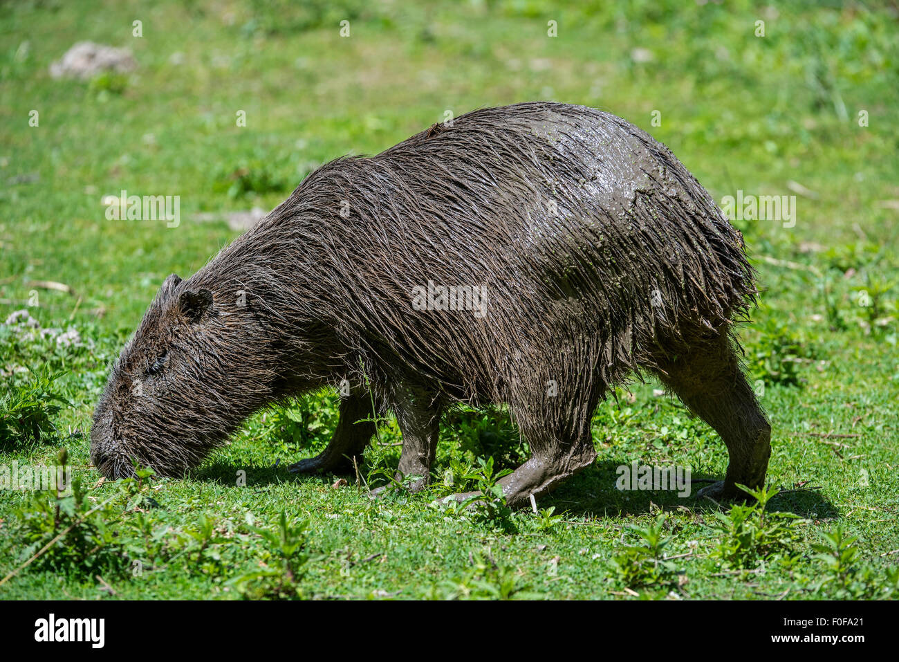 Capibara (Hydrochoerus hydrochaeris / Hydrochoeris hydrochaeris), il più grande roditore al mondo nativo a America del Sud Foto Stock