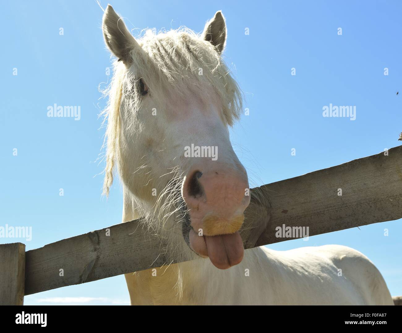 Cheeky Gypsy cob pony giù sulla fattoria divertente Foto Stock