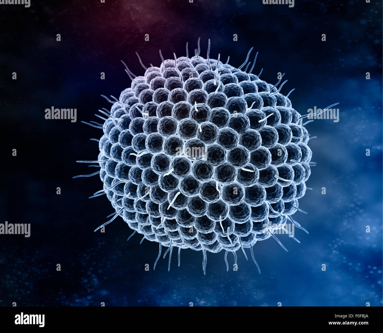 Il virus della varicella zoster virus o virus varicella-zoster (VZV) è uno degli otto herpesvirus noti per infettare gli esseri umani e di animali vertebrati. VZV Foto Stock