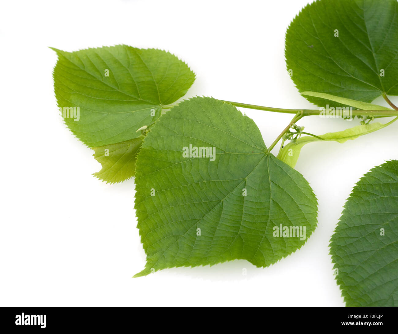 Winterlinde, Lindenblatt, Tilia cordata, Foto Stock