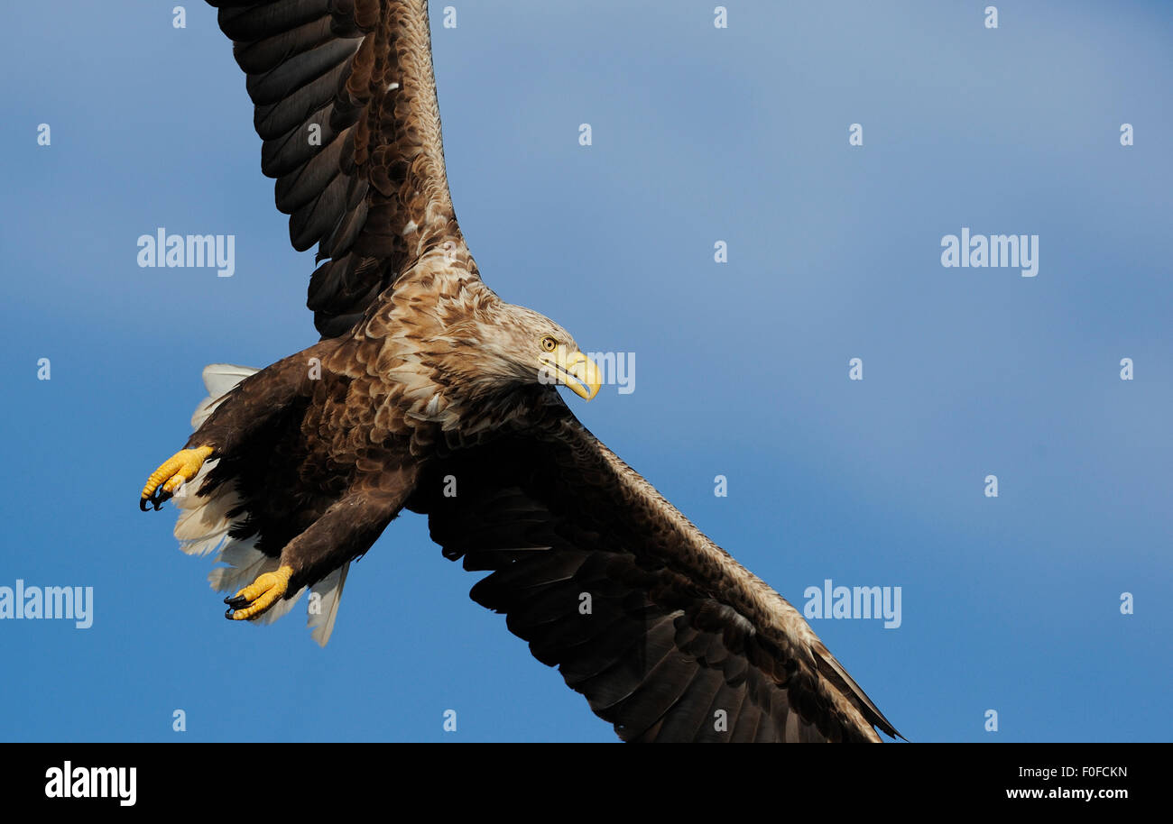 White Tailed sea eagle (Haliaeetus albicilla) in volo, Nord Atlantico, Flatanger, Nord-Trøndelag, Norvegia, Agosto 2008 Foto Stock