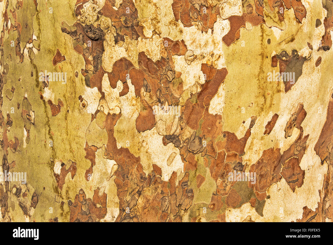 Corteccia di albero come sfondo. Foto Stock