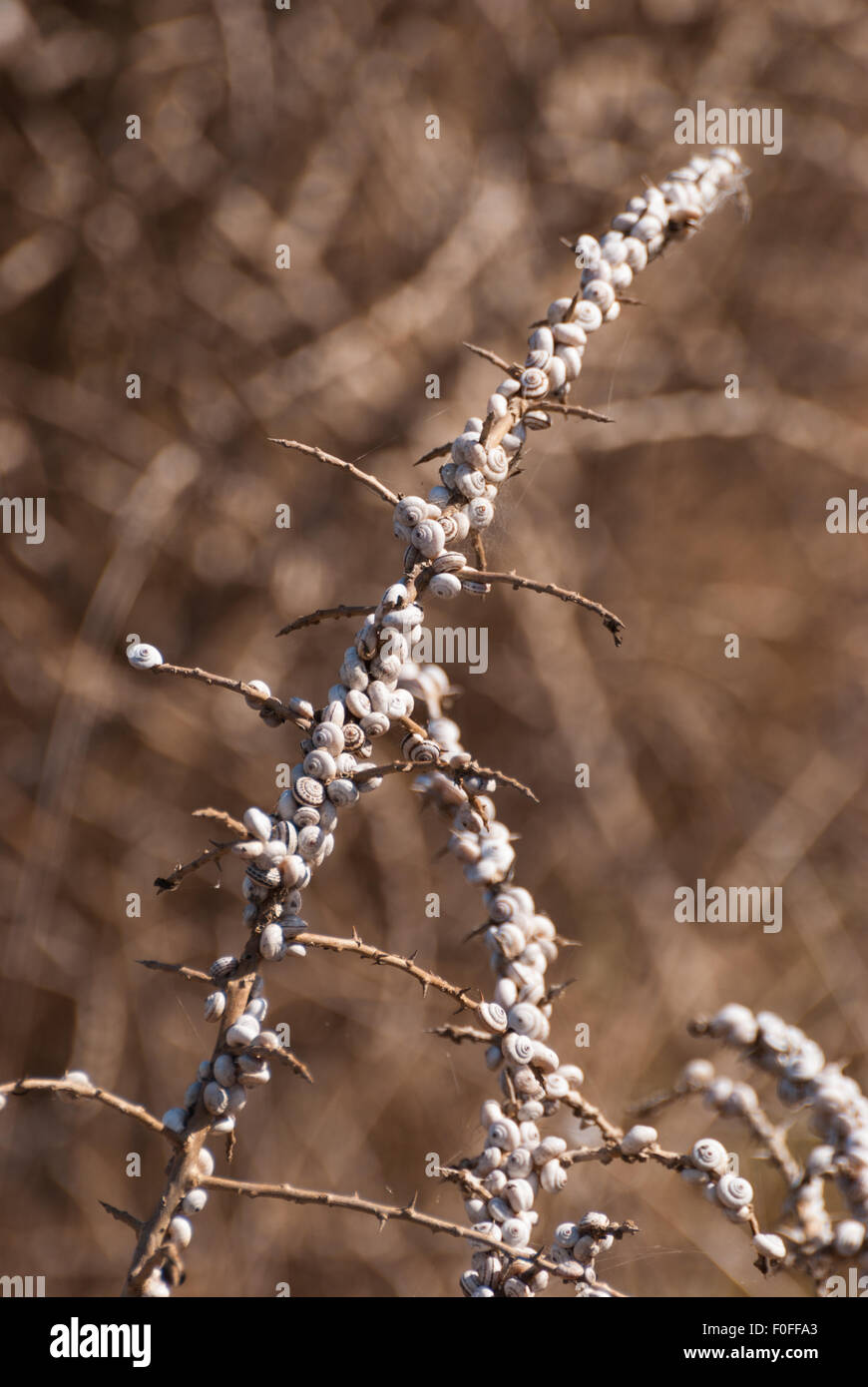 Colonia di lumache seduti su erba secca closeup. Salt Lake. Larnaca. Cipro. Foto Stock