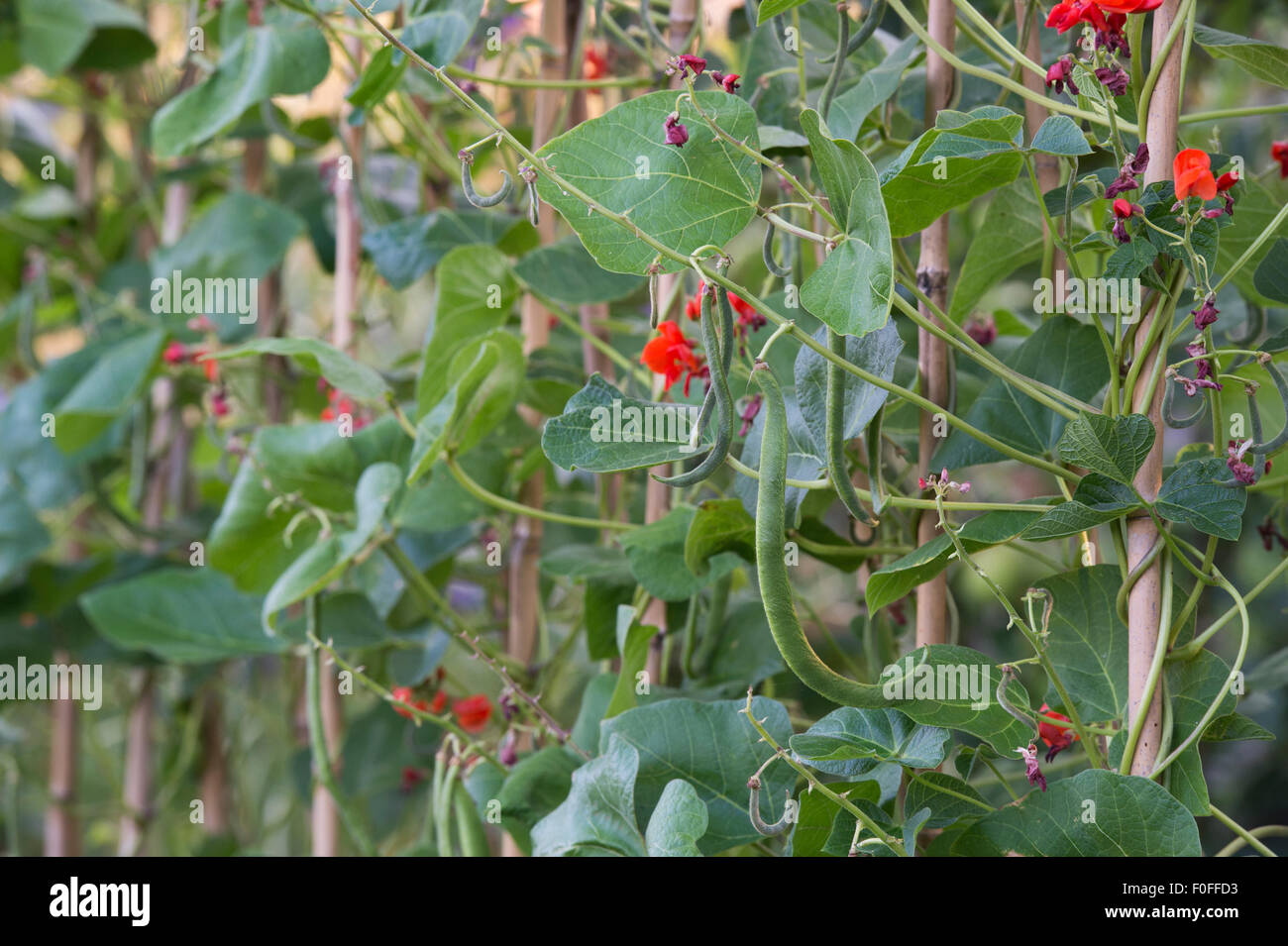 Phaseolus coccineus. I baccelli crescono sulle piante in un inglese un orto. Regno Unito Foto Stock