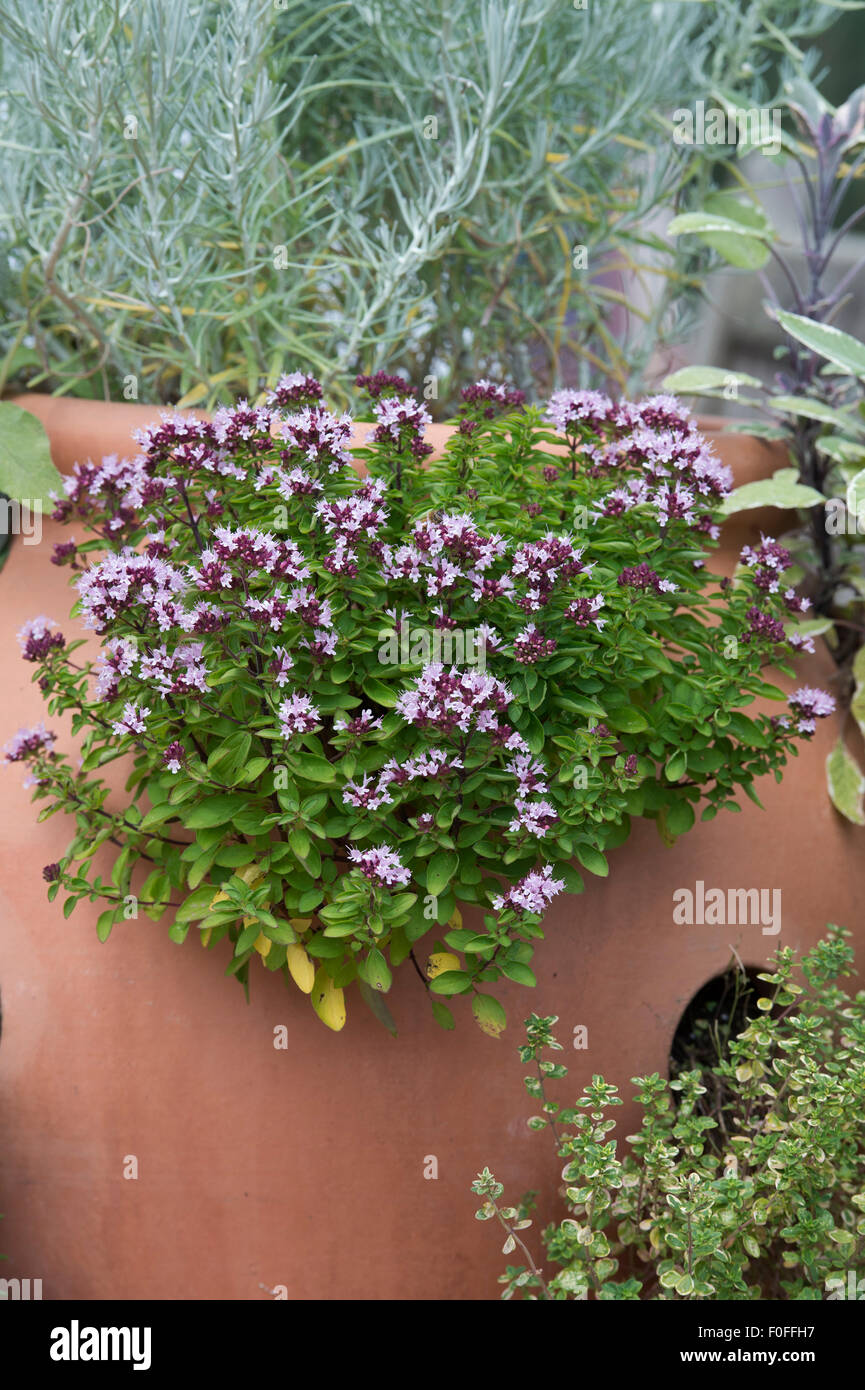 Thymus vulgaris. Timo comune / Giardino fioritura di timo con altre erbe in terracotta vasi per piante Foto Stock