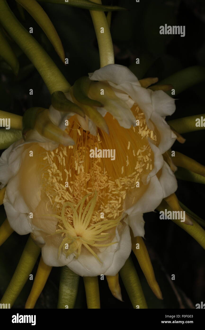 Notte blooming cereus, Hylocereus undatus, conosciuta anche come la Regina della Notte Foto Stock