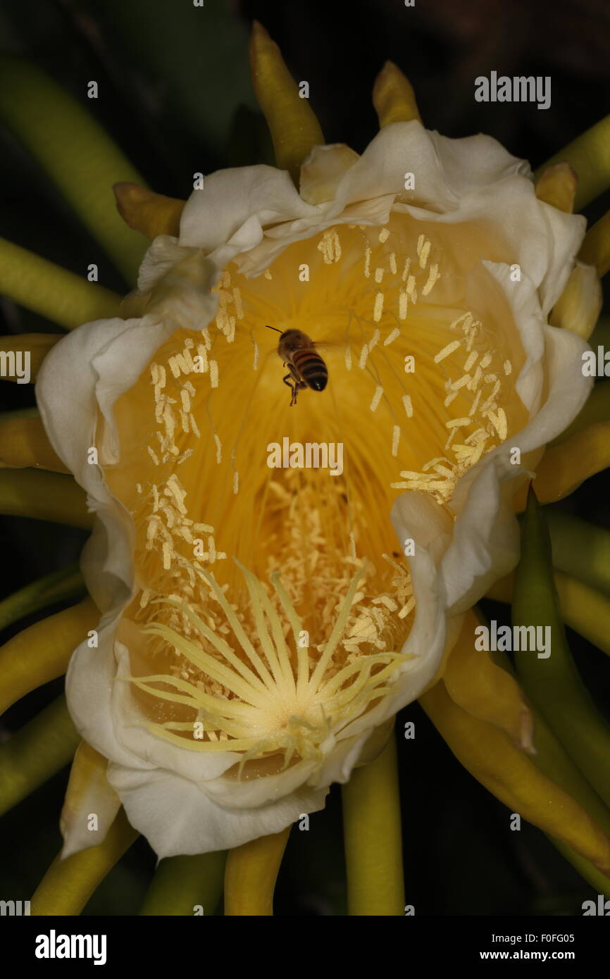 Notte blooming cereus, Hylocereus undatus, conosciuta anche come la Regina della Notte Foto Stock