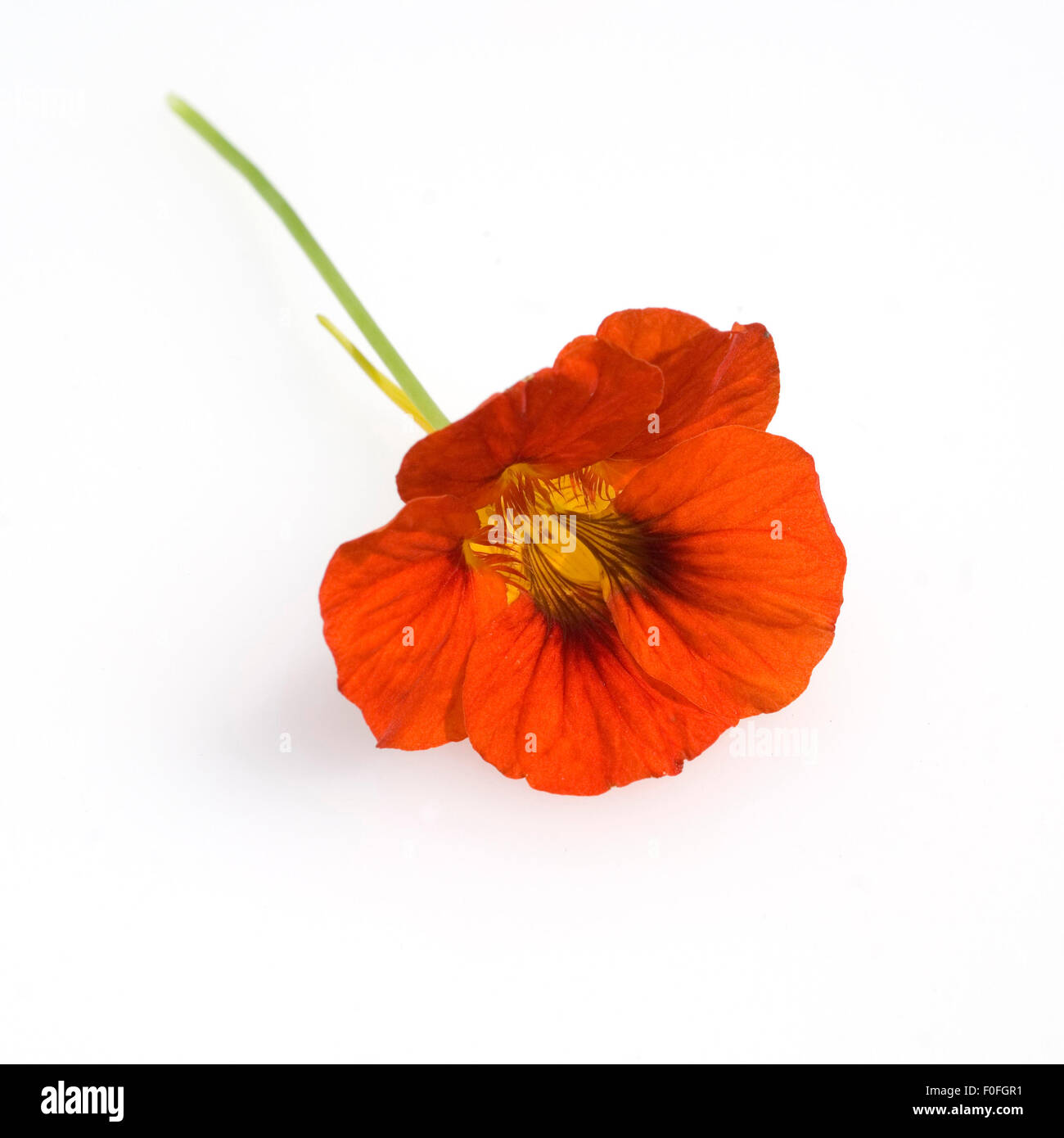 Kapuzinerkresse, Tropaeolum majus, Rankpflanze, Essblume, e Foto Stock