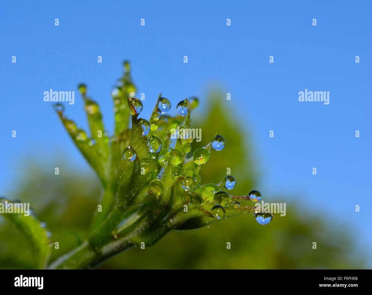 Gocce di rugiada sul nuovo e fresco di germogliazione foglie di blackberry Foto Stock