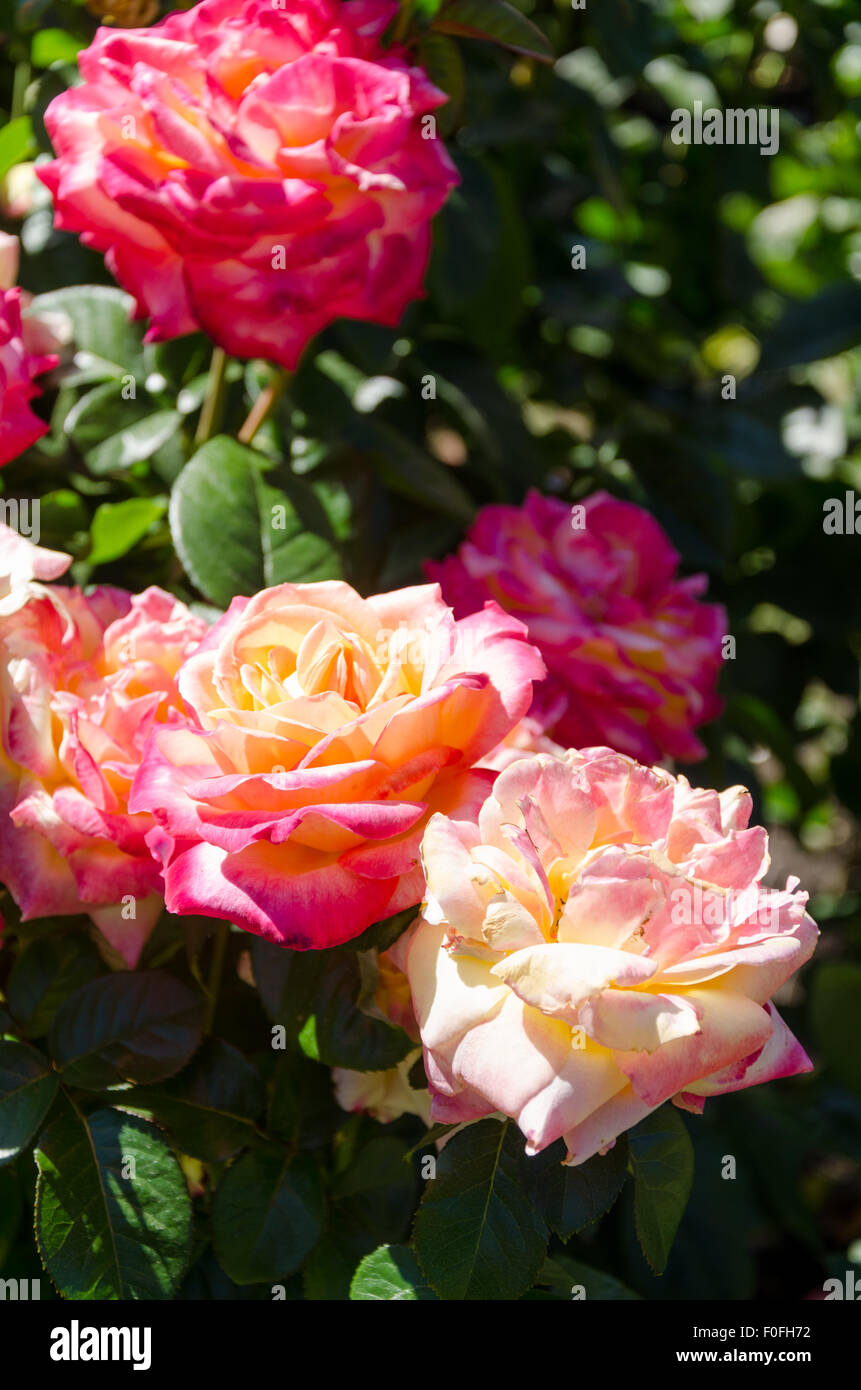 Le rose da Portland il famoso International Rose Test Garden a Washington Park, Oregon. Foto Stock