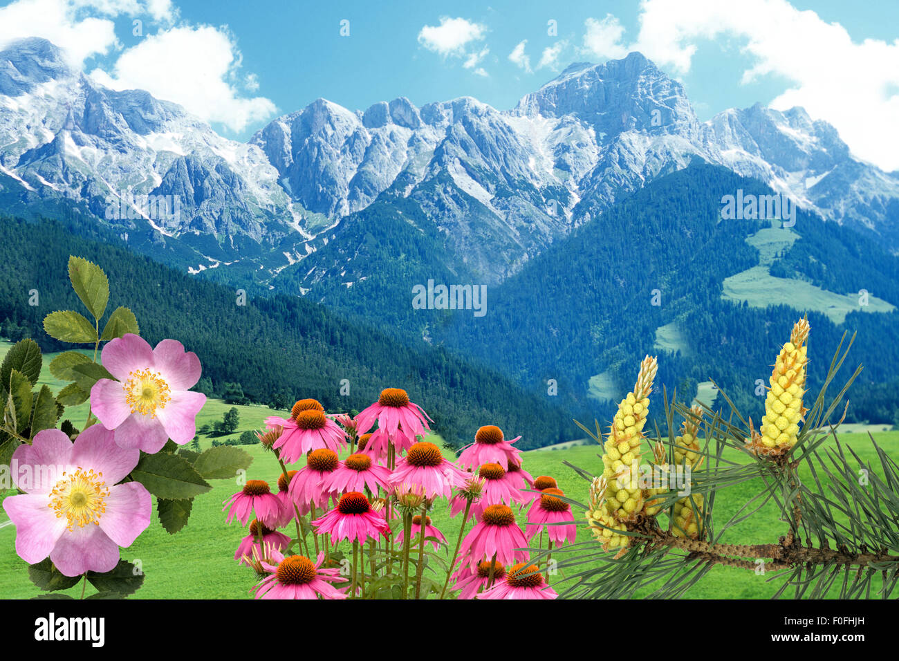 Hundsrose; Berge; Gebirge; montagne; Kiefer, Roter Sonnenhut, Foto Stock