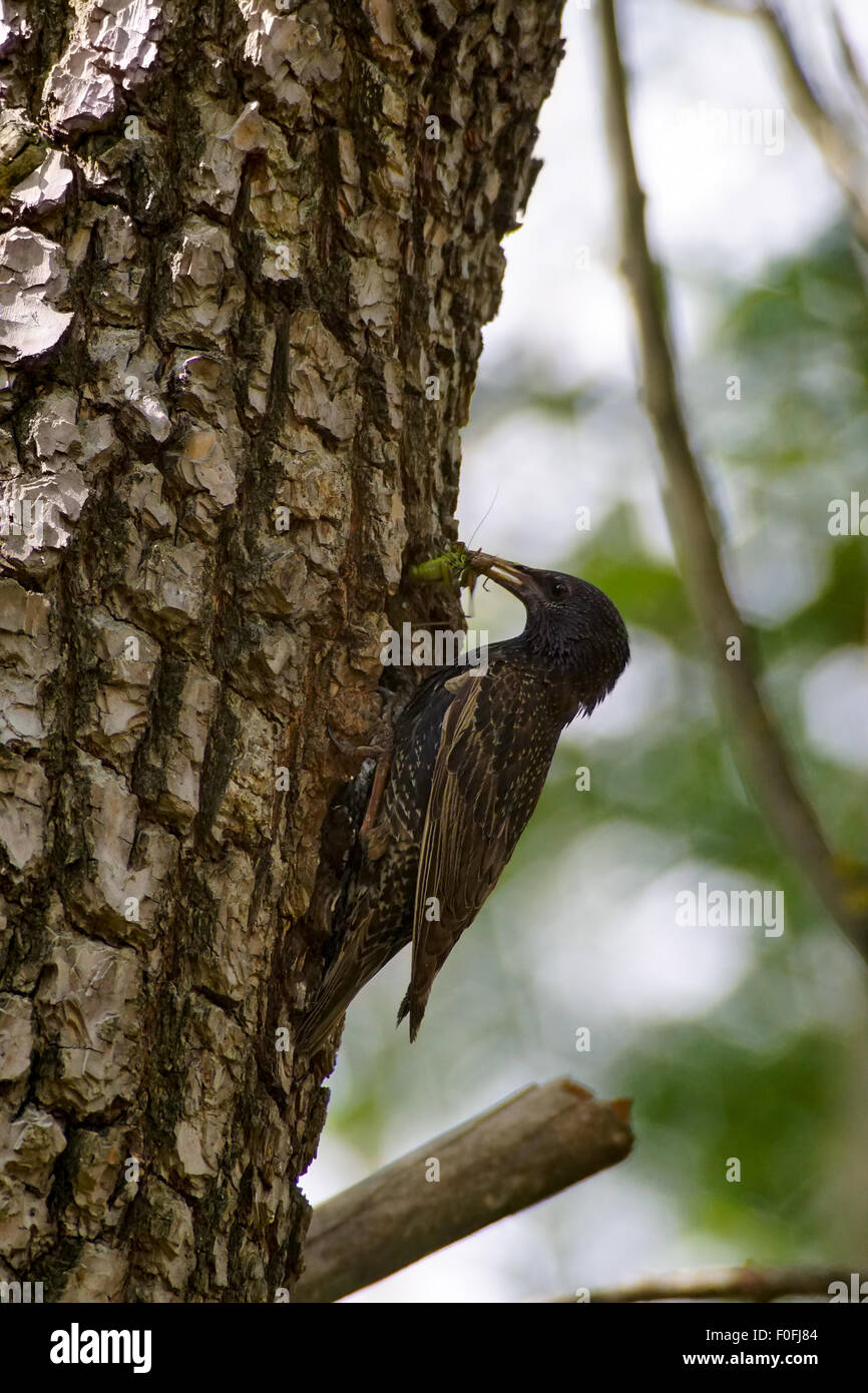 Lo Sturnus vulgaris, bird a nido di uccello di mangiare un insetto, bird con il bambino Foto Stock