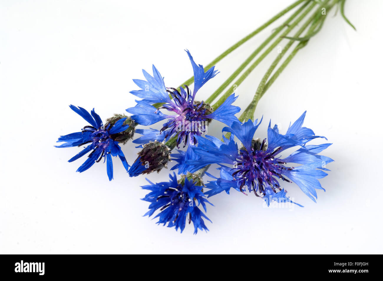 Kornblume, centaurea cyanus, freigestellt, Foto Stock