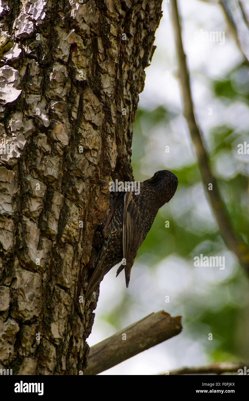 Lo Sturnus vulgaris, bird a nido di uccello di mangiare un insetto, bird con il bambino Foto Stock