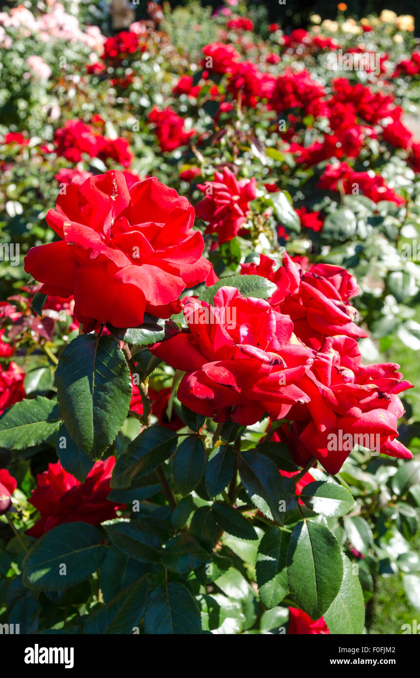 Le rose da Portland il famoso International Rose Test Garden a Washington Park, Oregon. Foto Stock