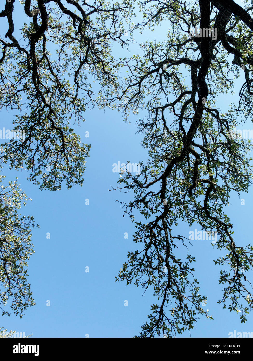 I rami degli alberi visto da sotto Foto Stock