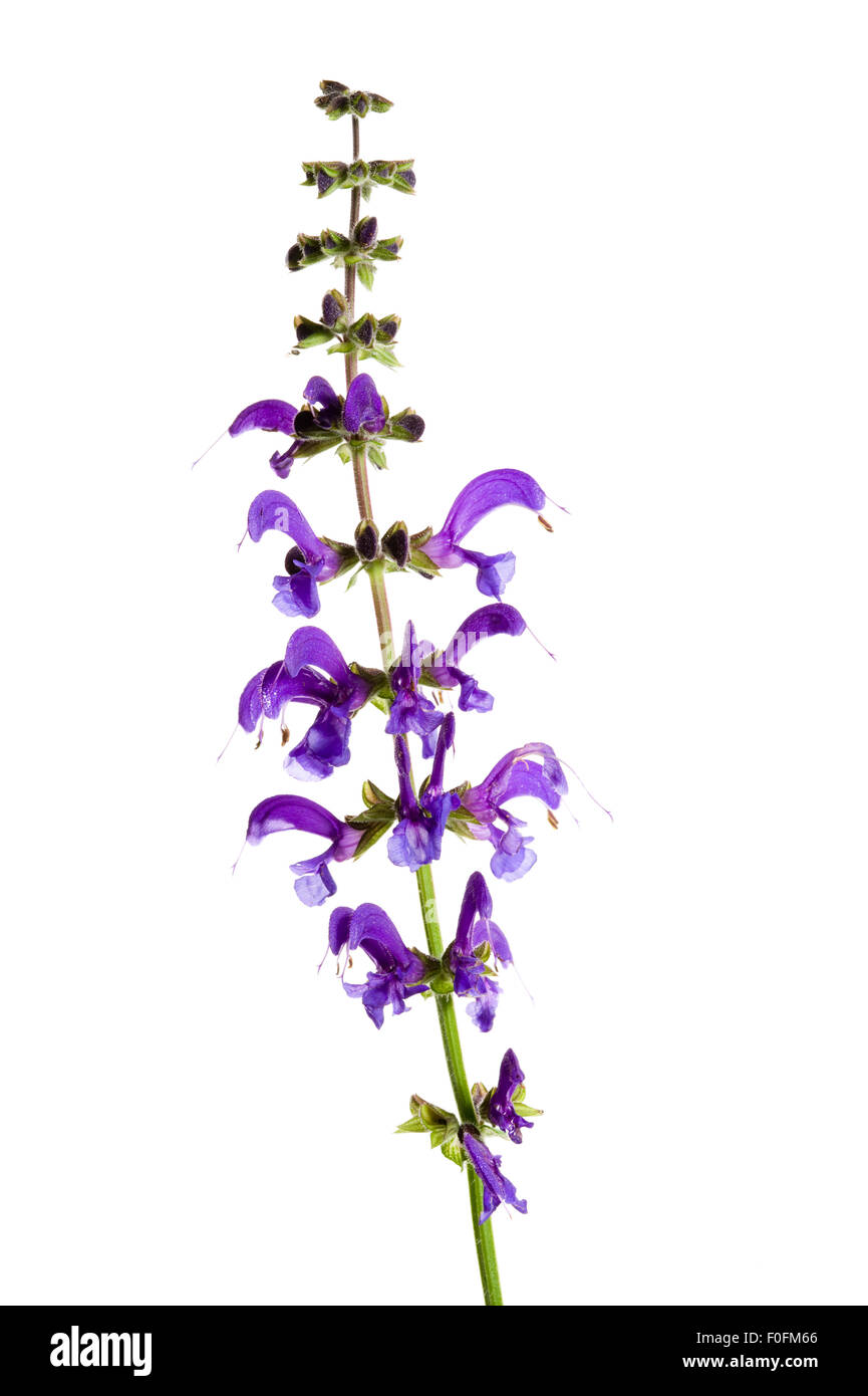 Meadow clary (Salvia pratensis) in fiore, Fliess, Naturpark Kaunergrat, Tirolo, Austria, Luglio 2008 Foto Stock
