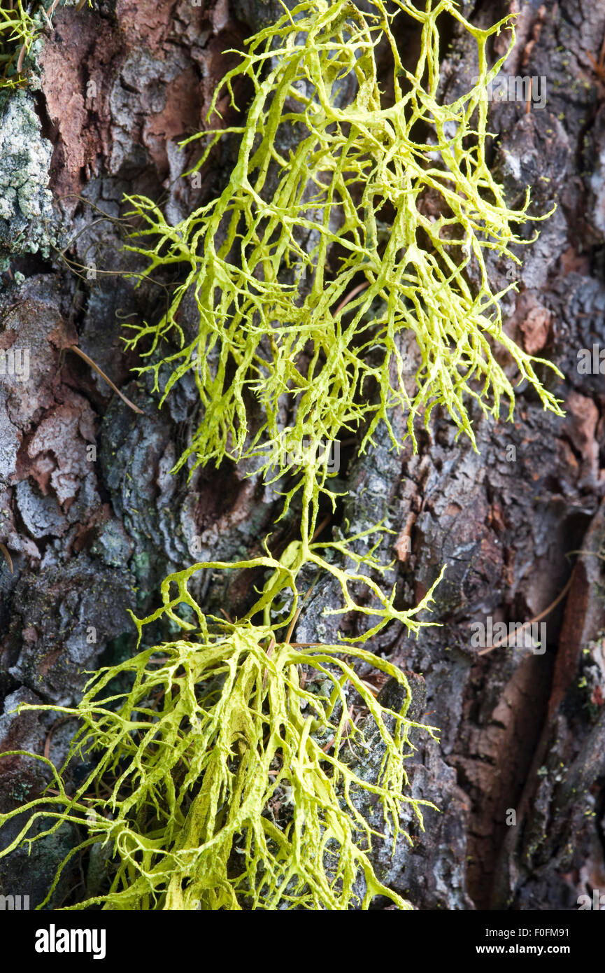 Lupo lichen (Letharia vulpina) crescente sul tronco di larice, Naturpark Kaunergrat, Tirolo, Austria, Luglio 2008 Foto Stock