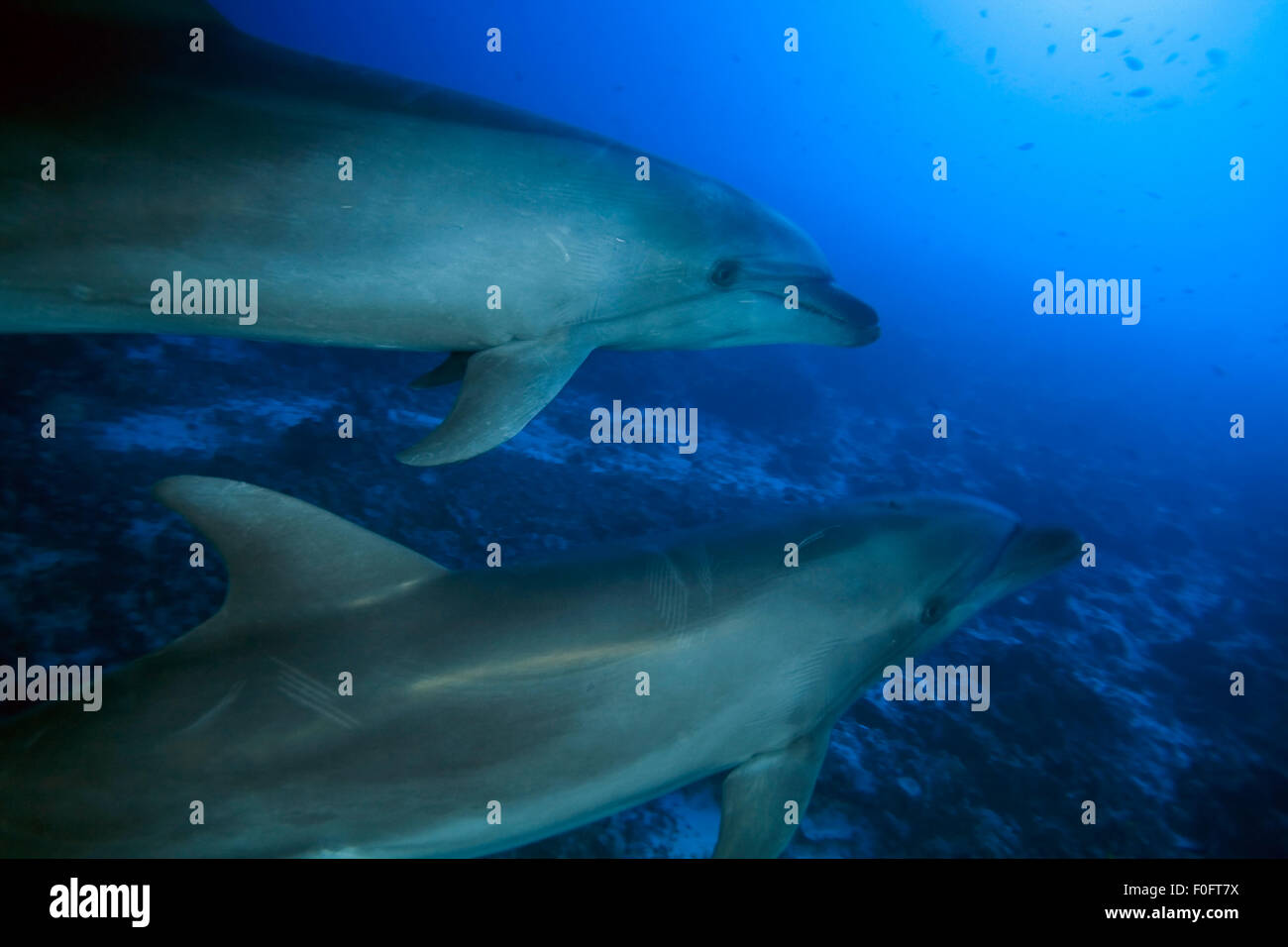 Paio di naso di bottiglia di nuoto con i delfini in acqua blu libera Foto Stock